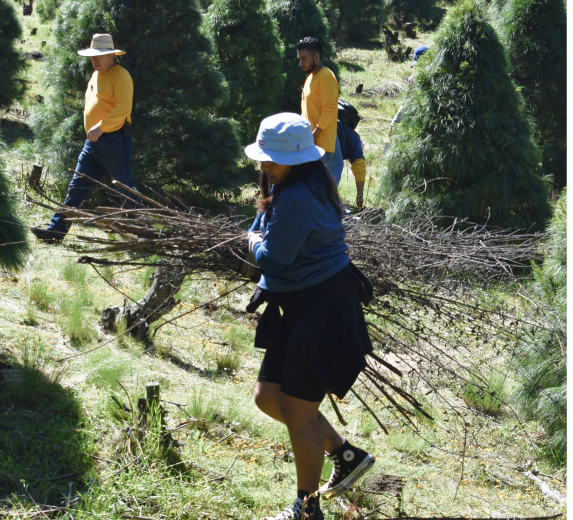 impacto verde historias voluntariado